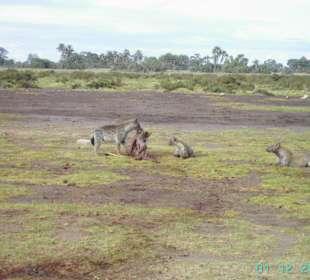 Frühstück im Amboseli