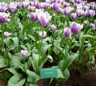 Keukenhof