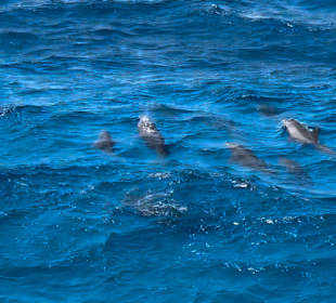 Delphine neben unserem Boot