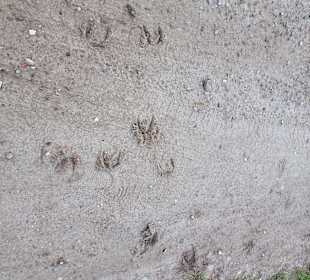 Wandern Glowe auf Rügen