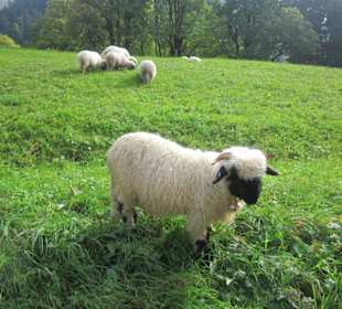 Kleine Schafherde 