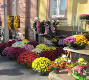 Chrysanthema Lahr