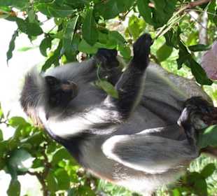 Ausflug in den Jozani National Park