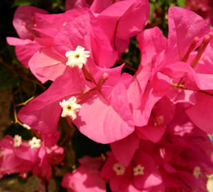 Bougainvillea