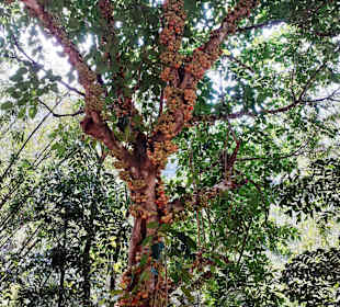 Kaeng Krachan - Nationalpark