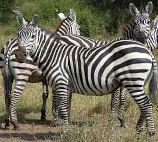 Zebras