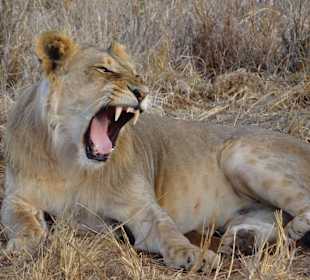 Wir haben viele Löwen gesehen