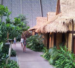 Accomodation huts in rainforest