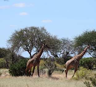 Tsavo Ost und West Safari