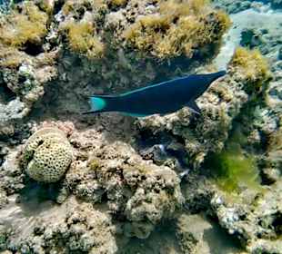 Schnorcheln Makadi Bay