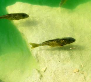 Fische im oberen Wasserbecken
