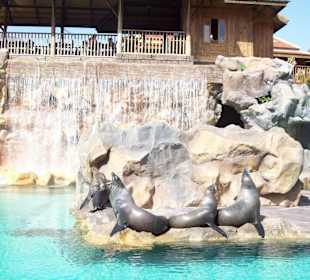 Seerobbengrüsse zum Abschied