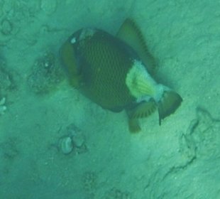 Grüner Riesendrücker