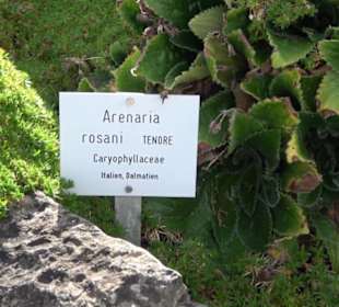 Alpinum