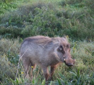 "pumbaa"=Warzenschwein