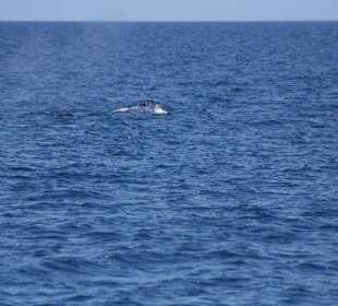 Katamaran Santa Maria