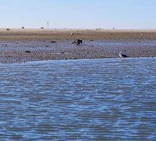 Parque Natural da Ria Formosa