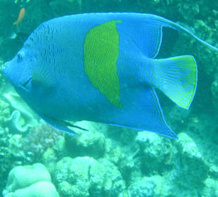 Direkt am Hausriff beim Schnorcheln aufgenommen
