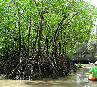 Mangroven entlang der Klippen