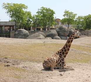 Girafe vom Safari Bus aus