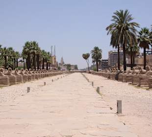 Sphinx-Allee beim Luxortempel
