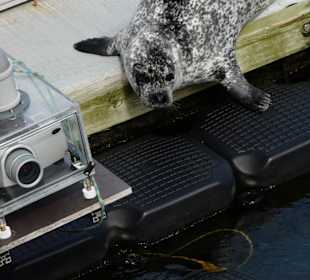 Na dann geh ich eben doch ins Wasser