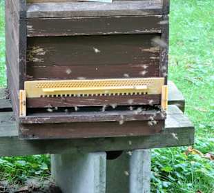 Im Bienengarten der Graftanlagen