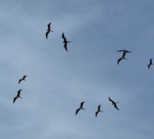 Viele Vögel halten sich hier auf