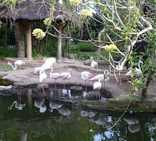 Flamingokolonie im Bali Bird Park