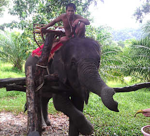 Elefantenreiten eine Tour von Moo`s  