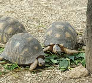 Tiere