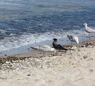 Am Strand zwischen Trassenheide und Zinnowitz