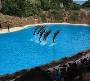 Teneriffa, Loroparque, lohnt sich