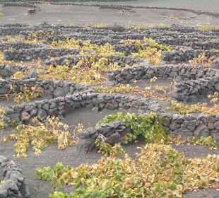 Weinberge auf Lanzarote