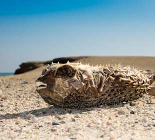 Kugelfisch weit weg vom Meer