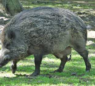 Das Wildschweingehege im Tiergarten