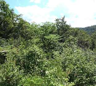Burg Hölnstein Stetten u. Holstein