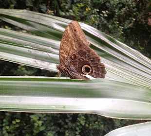 Das Auge hat mich angesehen