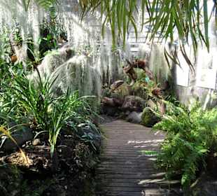 Im Orchideenhaus von Mascarin