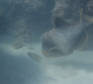 Schnorcheln Marsa Alam