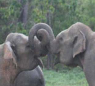 Sri Lanka - Elephants