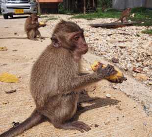 Małpka w Khao Sok