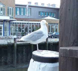 Rundgang Büsum