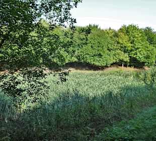 Schilfflächen im Wasser-Biotop des Arboretum
