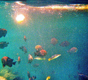 Schnorcheln am Hausriff