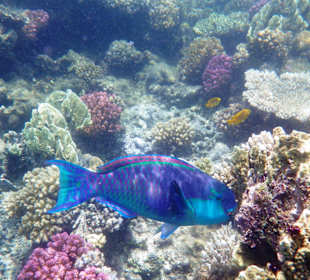 Schnorcheln Laham i2013