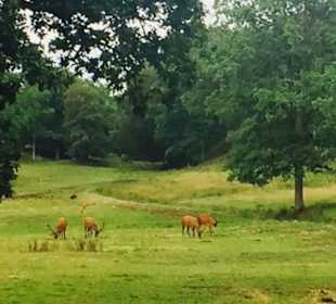 Near the clubhouse you can see many animals