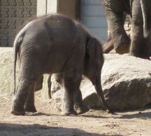 Mini-(Ele-) Fant von Nahem