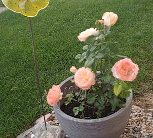 Wandern Sankt Oswald-Riedlhütte