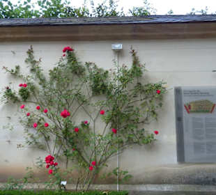 Ros03 - An der Mauer vor dem Eingang